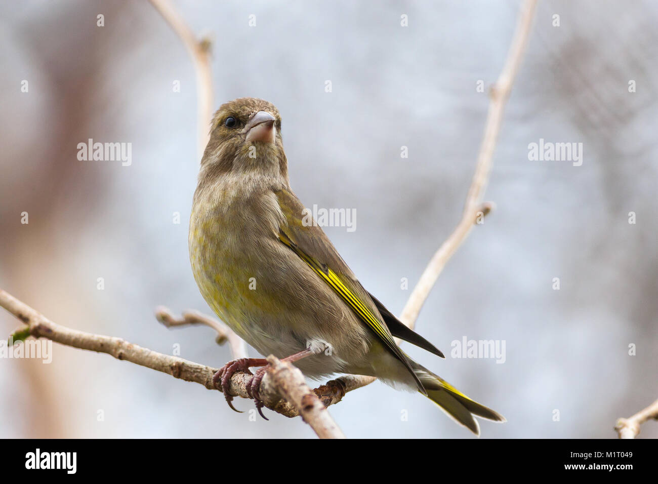 Adult male Greenfinch, Carduelis chloris, perched in tree branch, UK Stock Photo