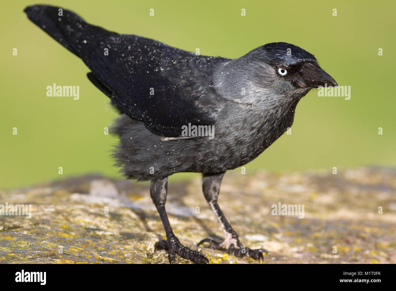 jackdaw-flock-uk-hi-res-stock-photography-and-images-alamy