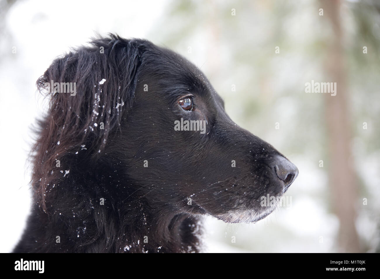 German shepherd flat hotsell coated retriever mix