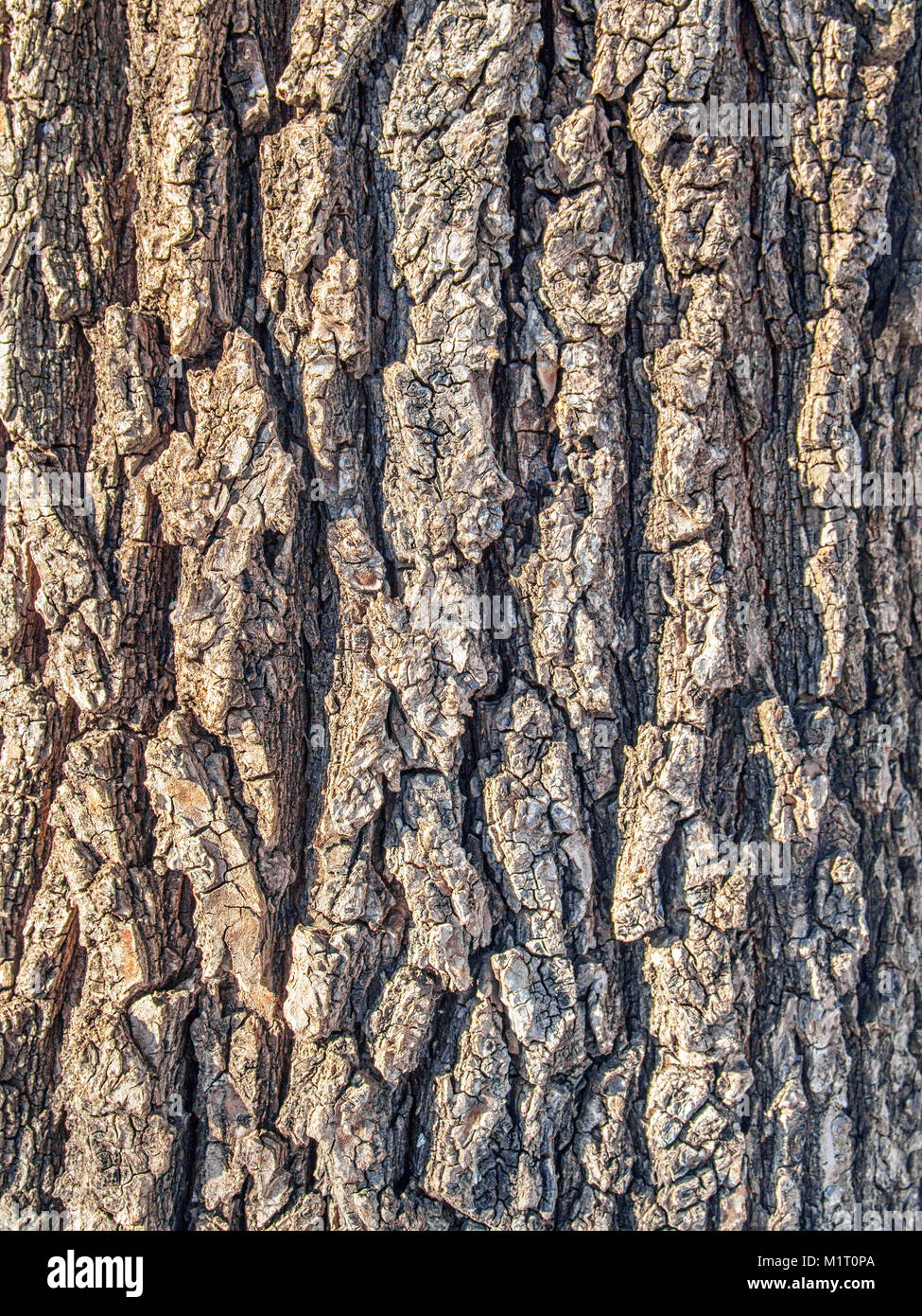 Tree Bark Real Real bark background Stock Photo - Alamy