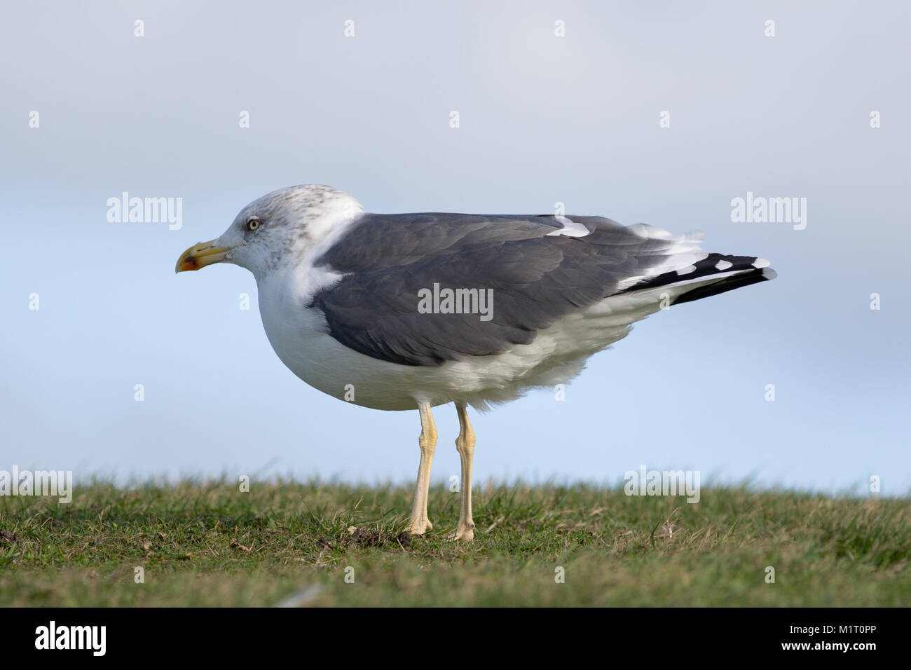 Lesser Black-backed Gull, adult, Larus fuscus, in the UK Stock Photo