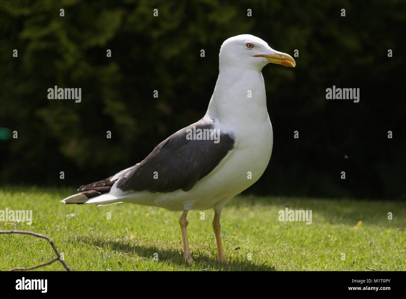 Lesser Black-backed Gull, adult, Larus fuscus, in the UK Stock Photo