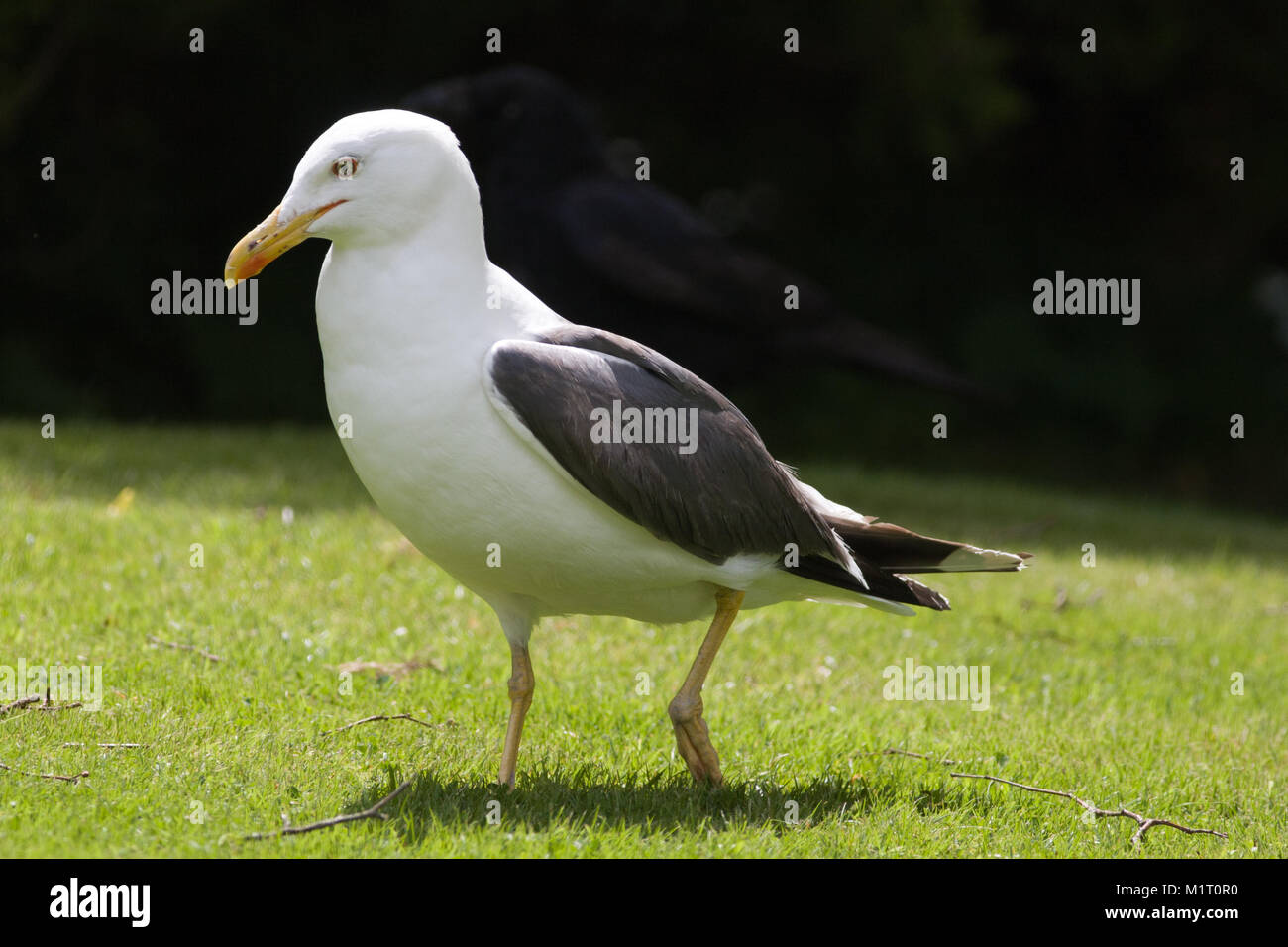 Lesser Black-backed Gull, adult, Larus fuscus, in the UK Stock Photo