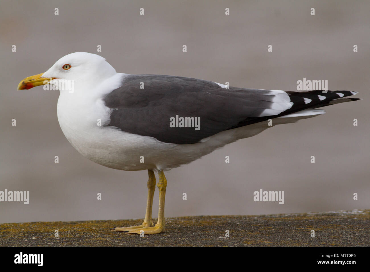 Lesser Black-backed Gull, adult, Larus fuscus, in the UK Stock Photo