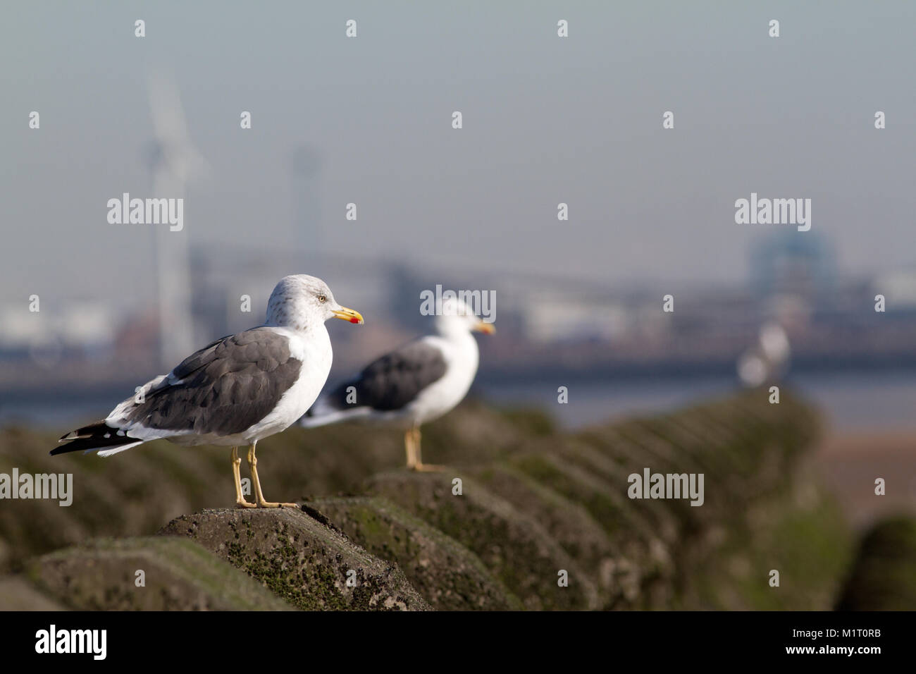 Lesser Black-backed Gull, adult, Larus fuscus, in the UK Stock Photo