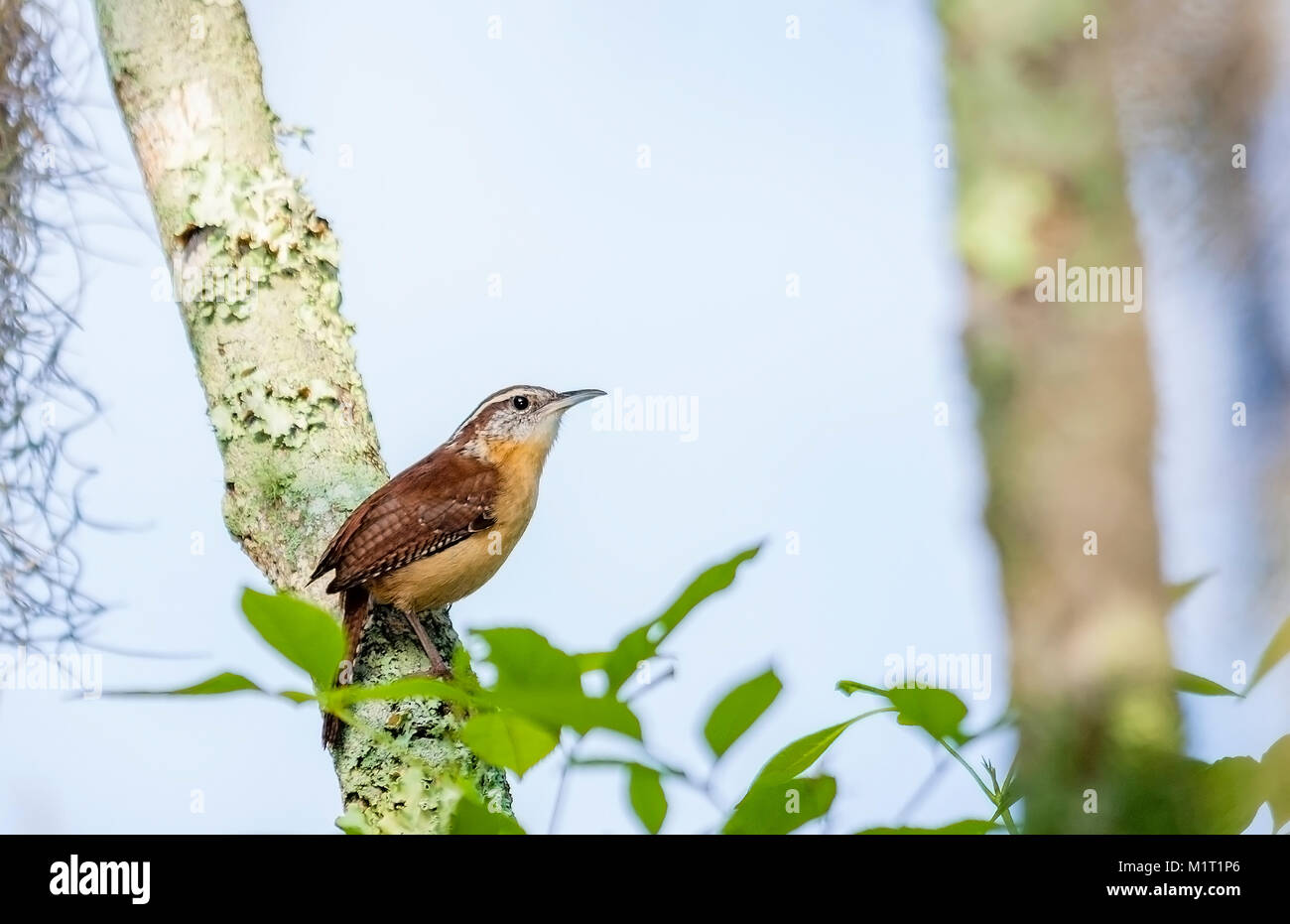 Carolina wren perched on a tree limb located in Lettuce Lake park in Tampa, Fl. Stock Photo