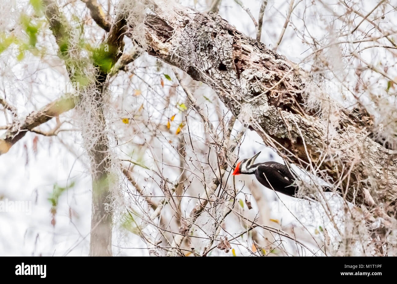 Pileated woodpecker, Lettuce Lake Park, Tampa, Fl. Stock Photo