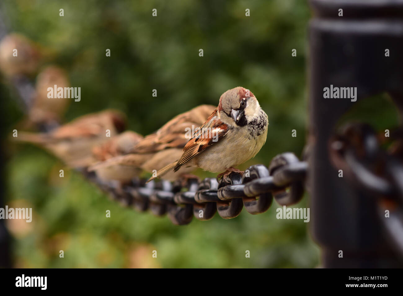Little brown birds on a big black chain. Stock Photo