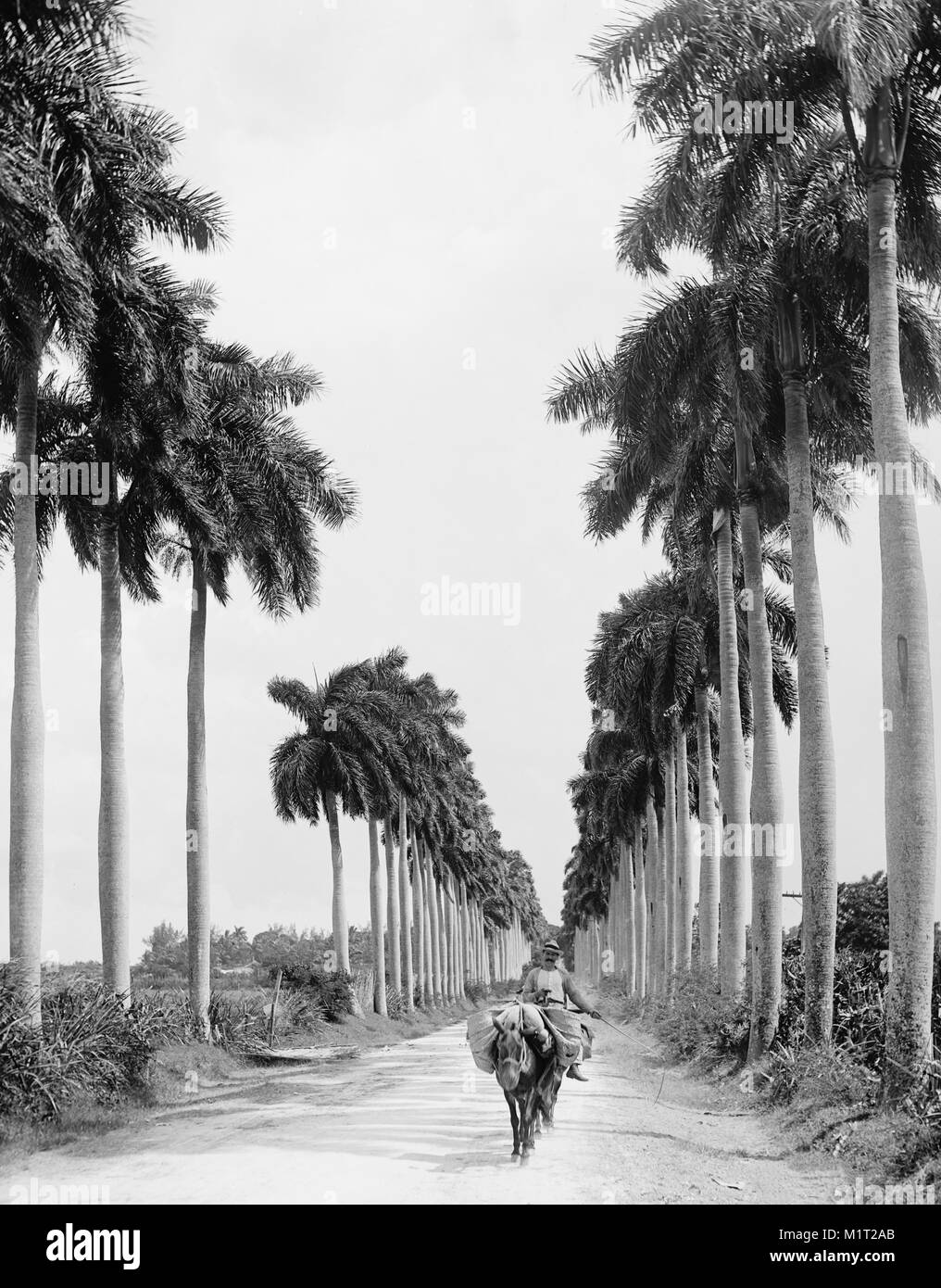 Man on Donkey, Avenue of Palms, Havana, Cuba, Detroit Publishing Company, 1903 Stock Photo