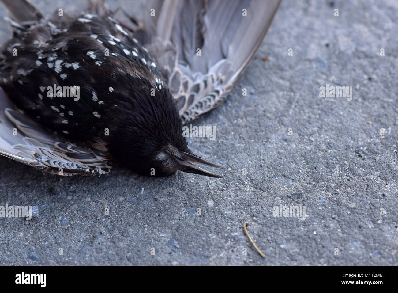 Dead black bird spread-eagle on the grey sidewalk. Stock Photo