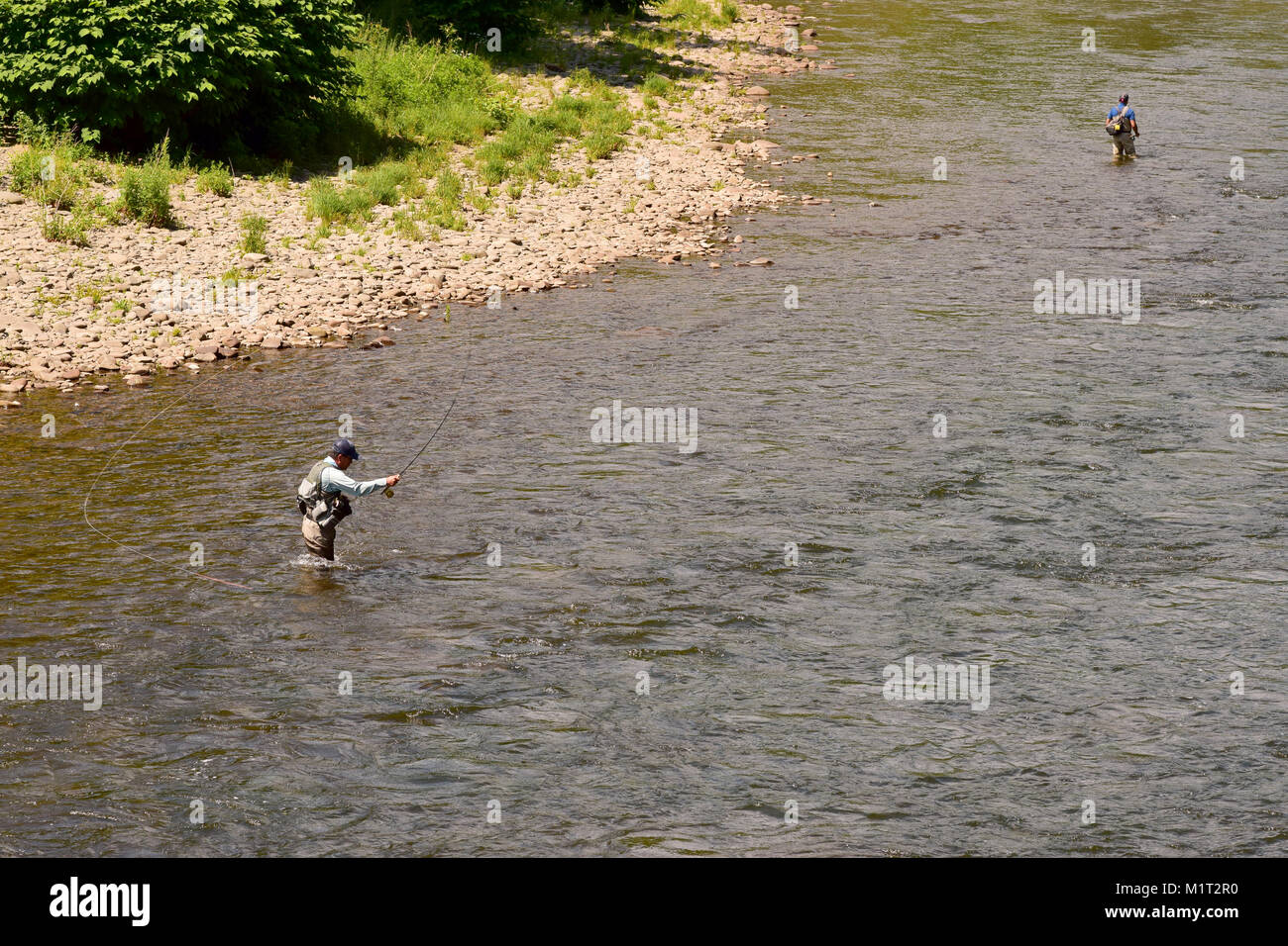 Fly fishermen in a stream fishing for trout, Roscoe NY, Spring 2017 Stock Photo