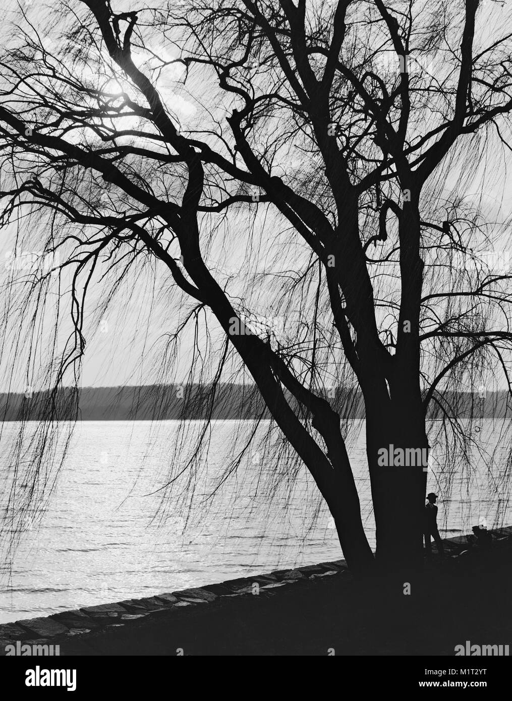 Tree Silhouette at Water's Edge with Moonlight, Potomac Park, Washington DC, USA, Detroit Publishing Company, 1910 Stock Photo