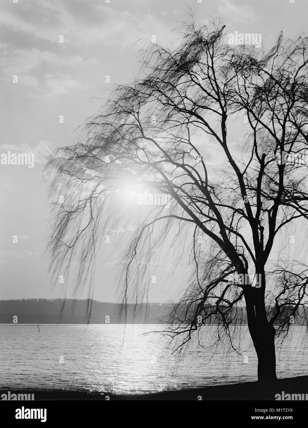 Tree Silhouette at Water's Edge, Potomac Park, Washington DC, USA, Detroit Publishing Company, 1910 Stock Photo