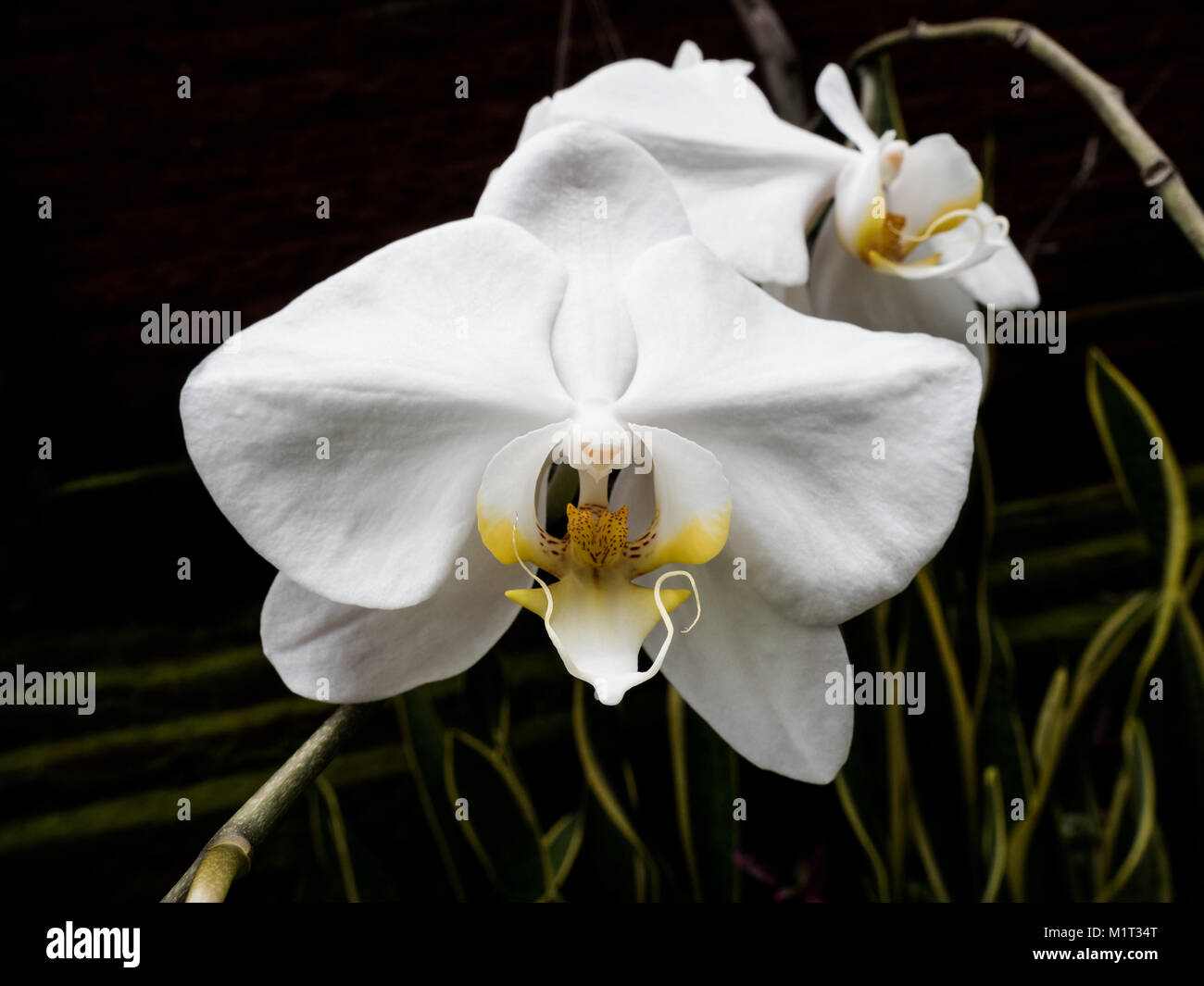 Close-up of wild white orchids (phalaenopsis) against dark, natural background Stock Photo