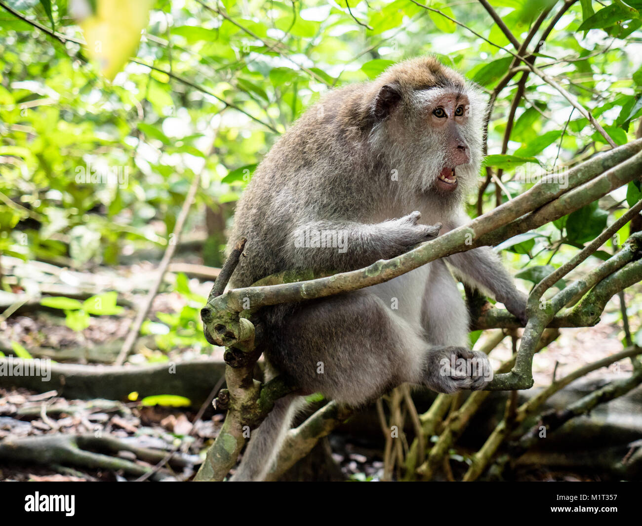 Monkey is shocked and surprised. Facial emotion of animal. Stock Photo
