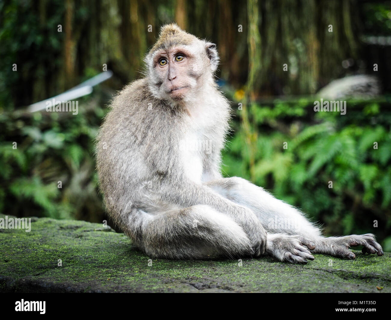 Monkey looking around. Facial expression of animal. Portrait of blue and resigned macaque. Stock Photo