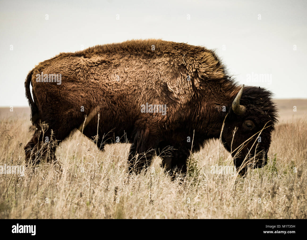 Bison, Tallgrass Prairies Preserve, Pawhuska, Oklahoma USA Stock Photo