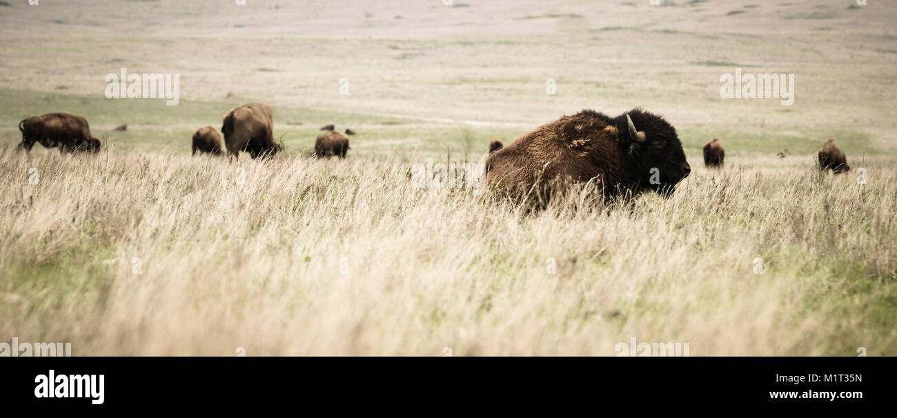 Bison, Tallgrass Prairies Preserve, Pawhuska, Oklahoma USA Stock Photo
