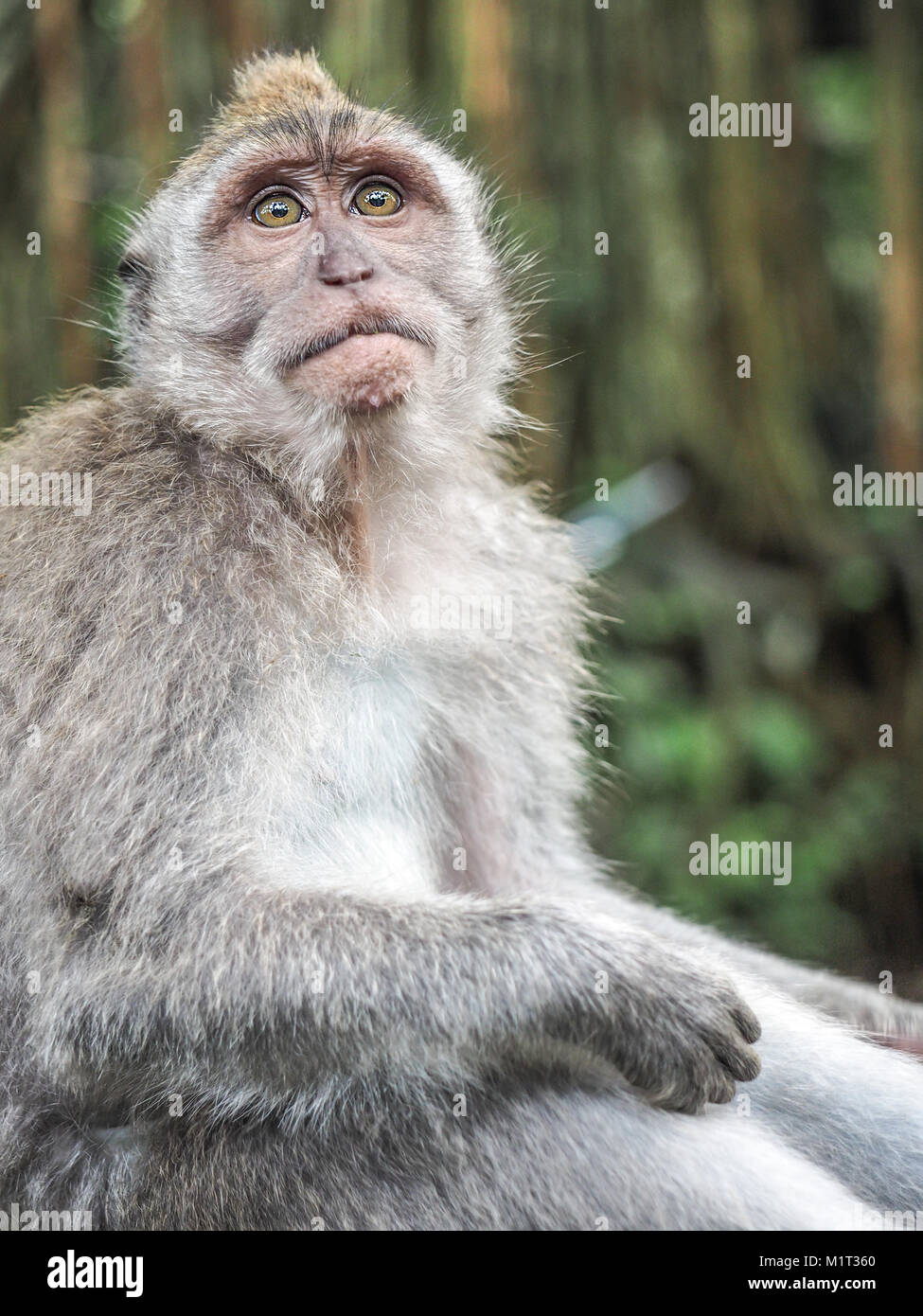 Facial expression of monkey. Portrait of surprised and shocked macaque Stock Photo