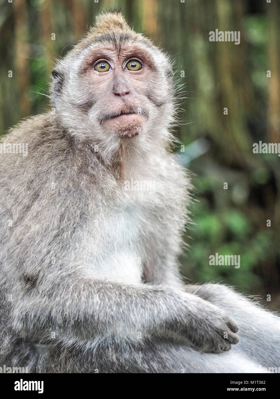 Facial expression of animal. Portrait of surprised and shocked monkey macaque Stock Photo