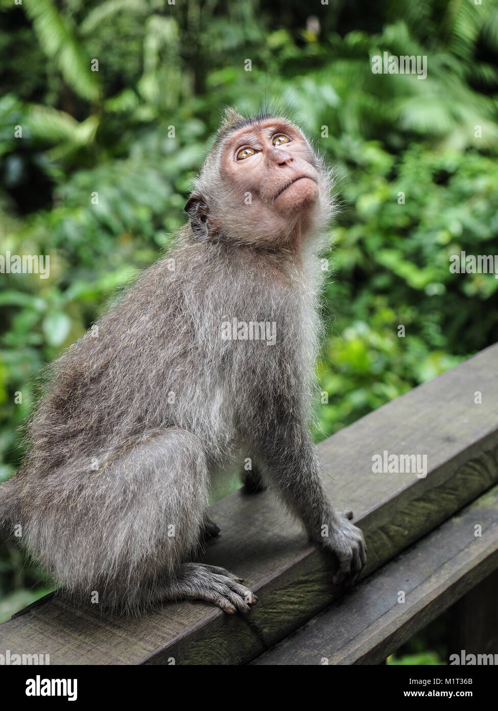 Facial expression of animal. Portrait of surprised and shocked monkey macaque Stock Photo