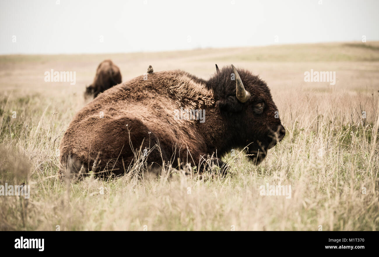 Bison, Tallgrass Prairie Preserve, Pawhuska, Oklahoma USA Stock Photo