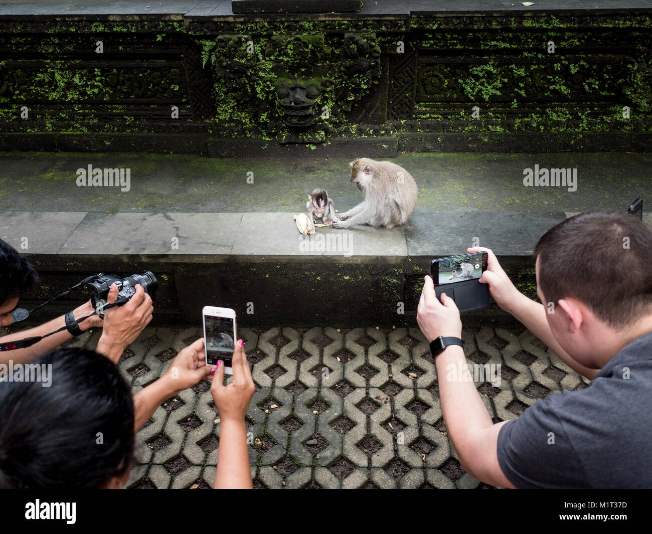A group of crouched international tourists taking pictures of a monkey with its baby in Sacred Monkey Forest in Ubud. Bali Indonesia December 27 2017 Stock Photo