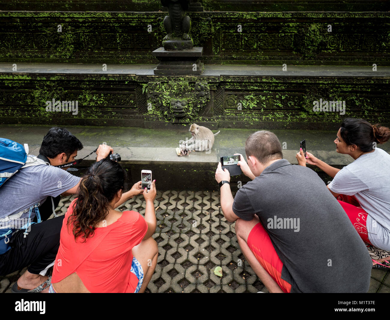 A group of crouched international tourists taking pictures of a monkey with its baby in Sacred Monkey Forest in Ubud. Bali Indonesia December 27 2017 Stock Photo