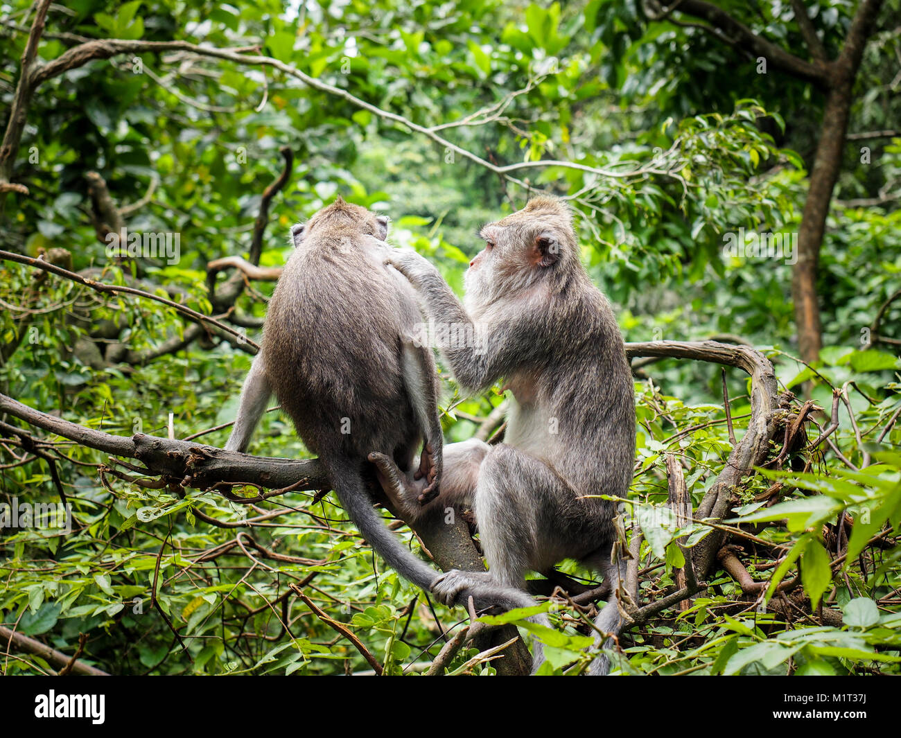 Two macaques are taking care of each other and delousing themselves. Wild monkeys in tree top level in the jungle Stock Photo