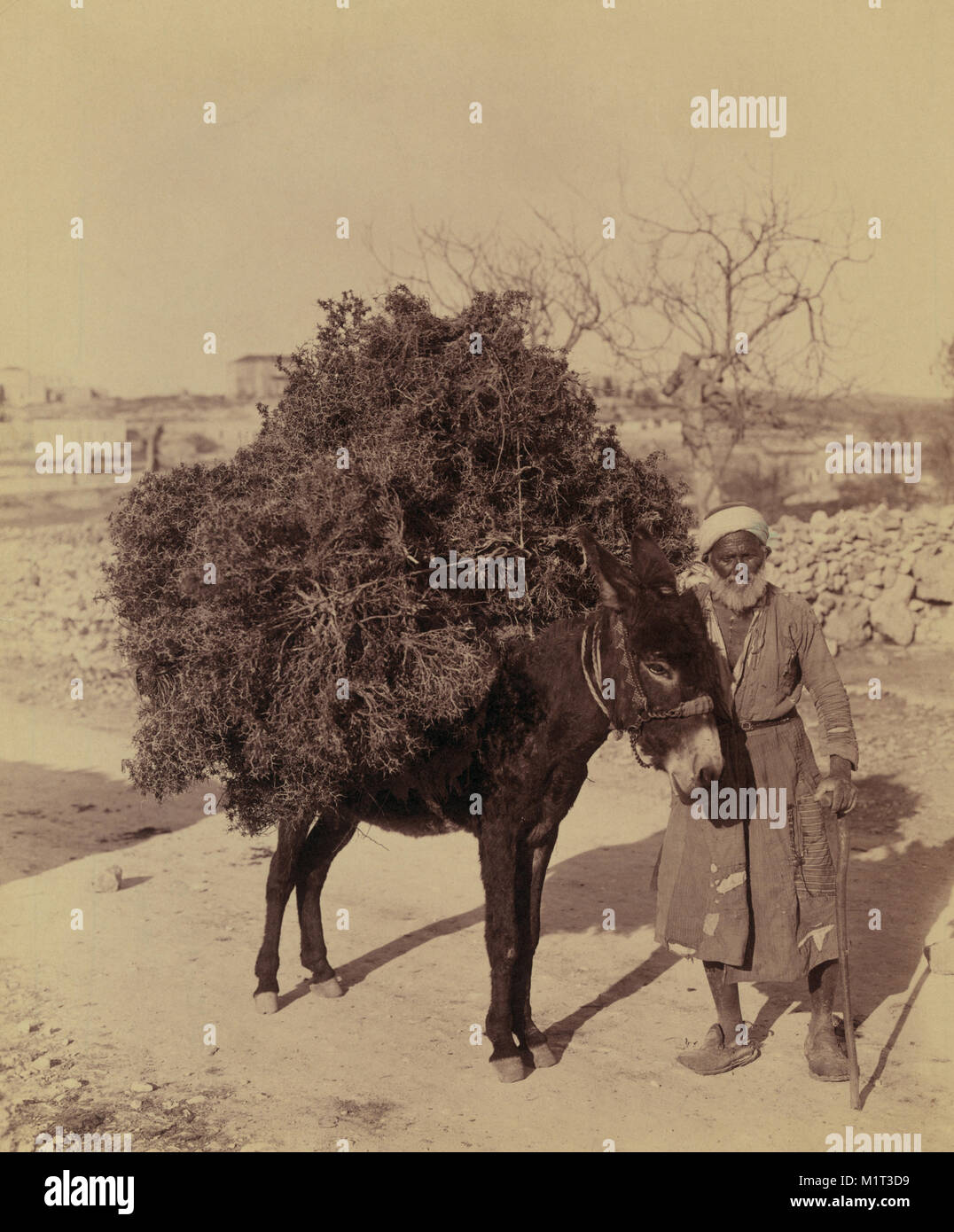 Arab Man with Donkey Carrying Load of Roots and Twigs, Palestine, American Colony Photo Department, early 1900's Stock Photo