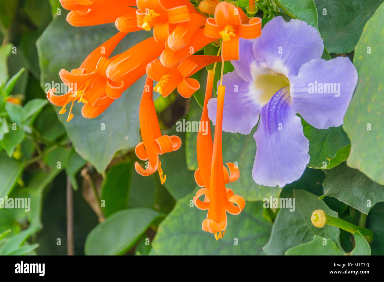 Orange trumpet, Flame flower, Fire-cracker vine ,Pyrostegia venusta, Bignoniaceae and Bengal clock vine, Blue Trumpet, Blue Skyflower, Skyflower, Cloc Stock Photo