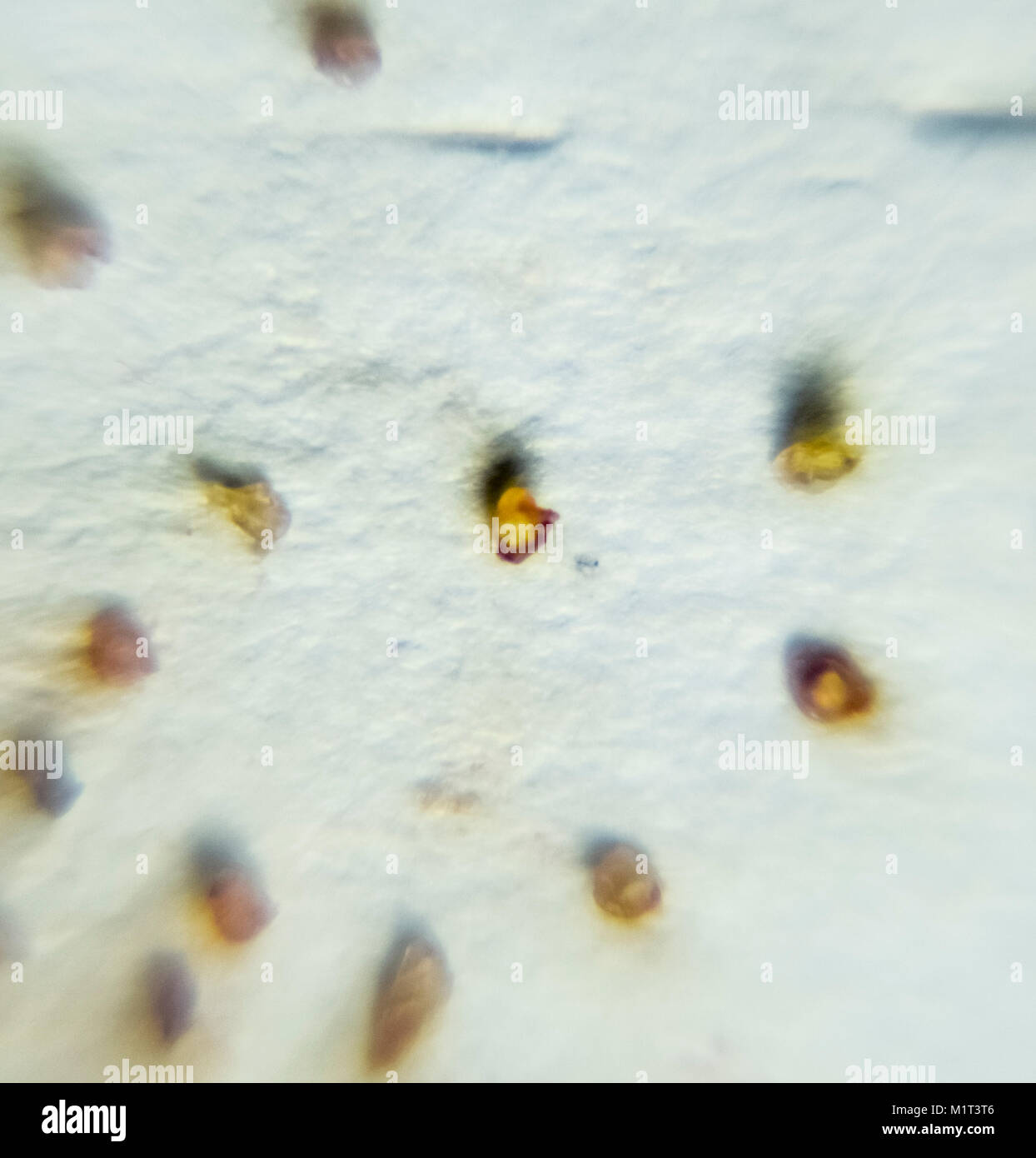 Parasites on a sheet of paper. Extruded from the skin parasites. Acari parasites. Stock Photo