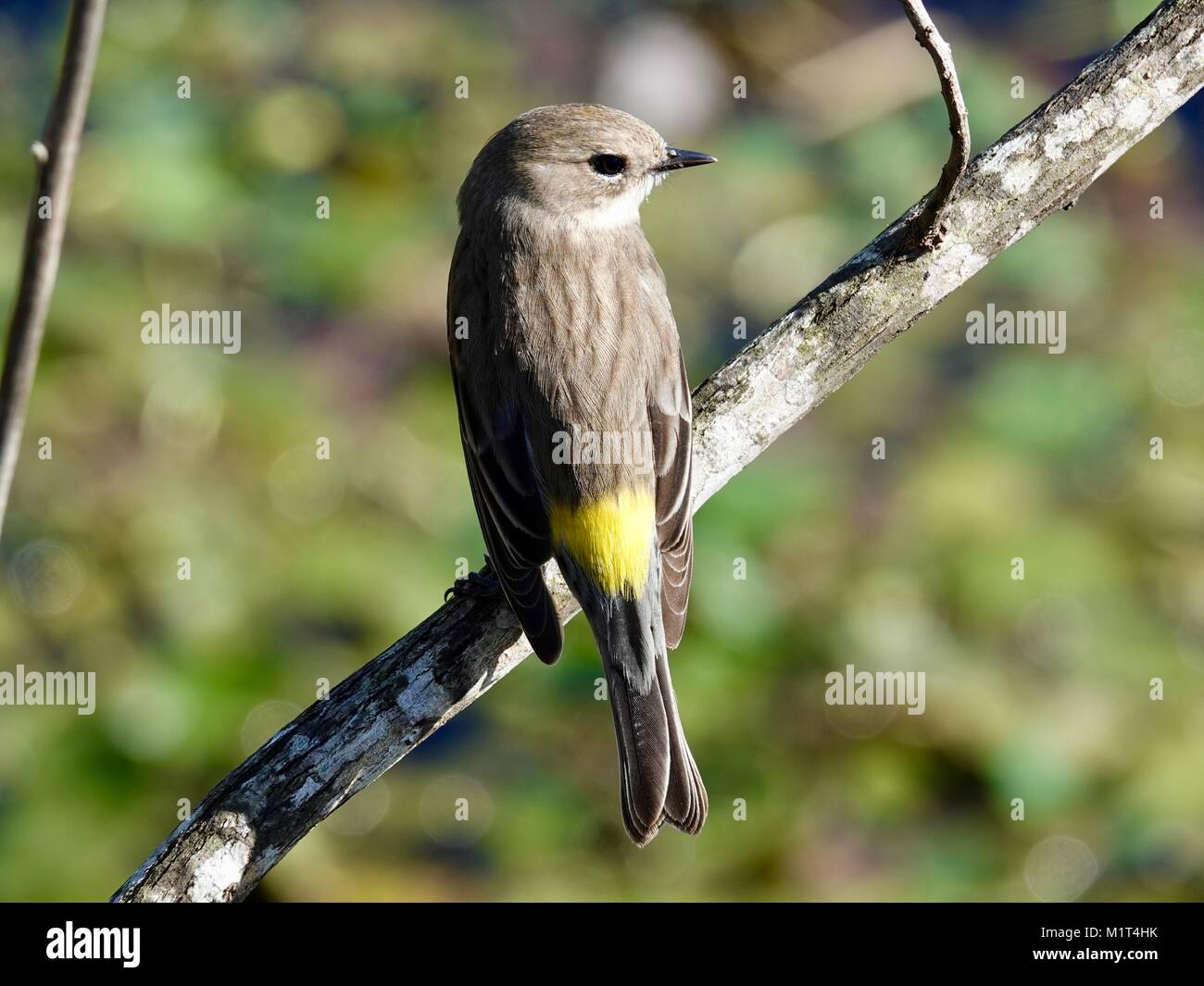 Yellow rumped warbler (Setophaga coronata), female, (Myrtle), pale ...