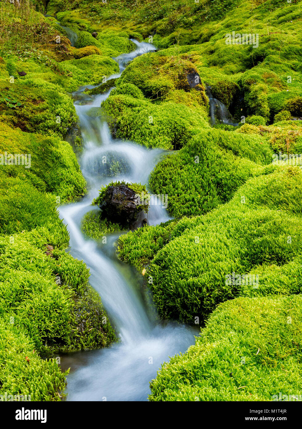 Surrounded lush moss covered rocks hi-res stock photography and images ...