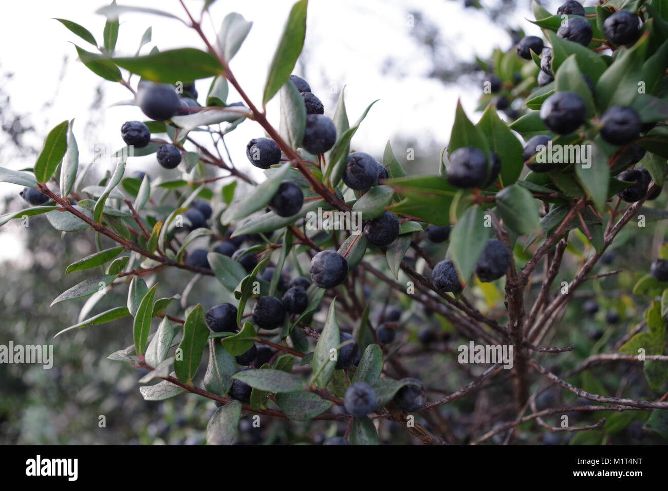 Black myrtle branch of Sardinia Stock Photo