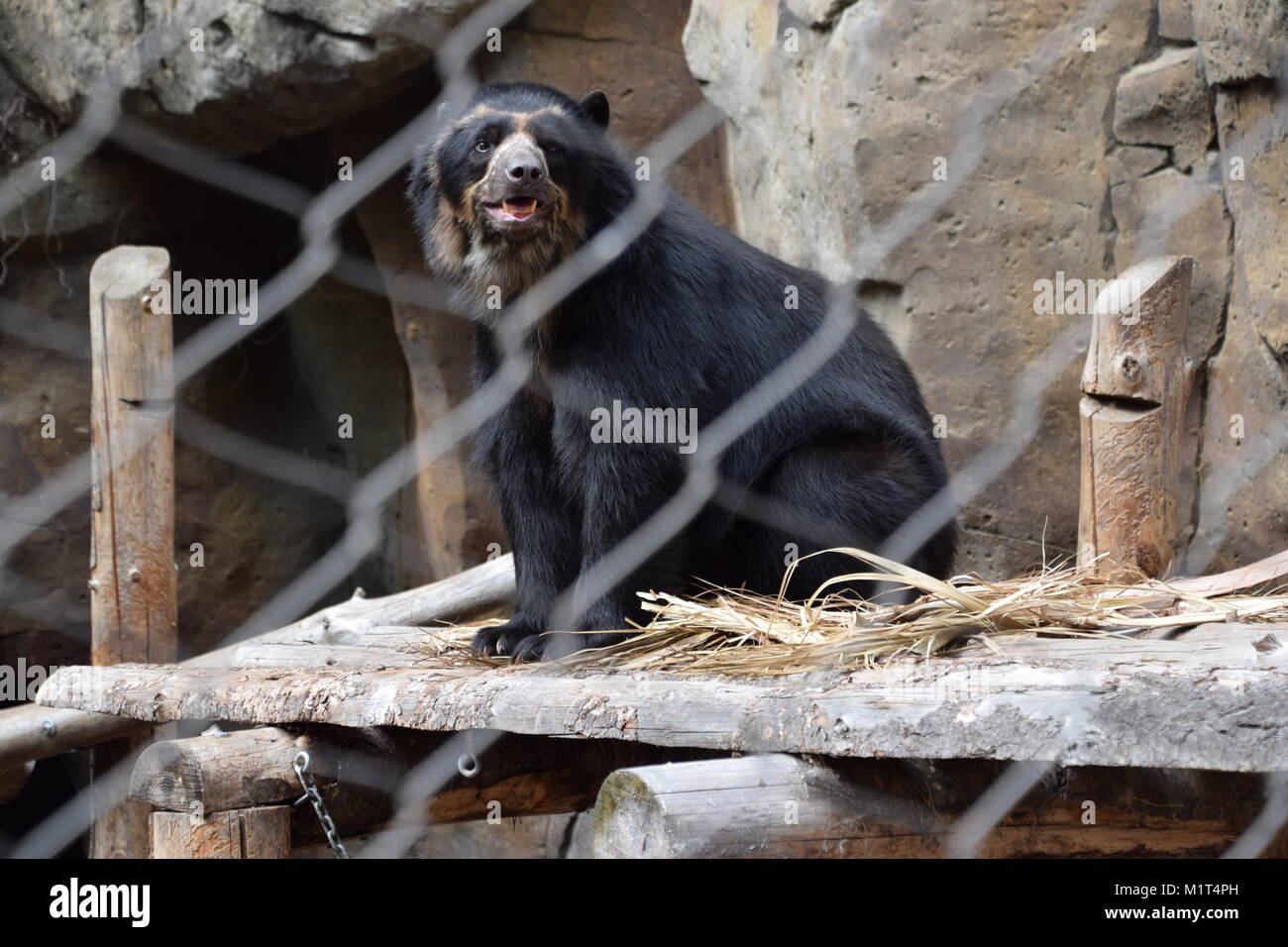 Andean Bear at San Diego Zoo Stock Photo