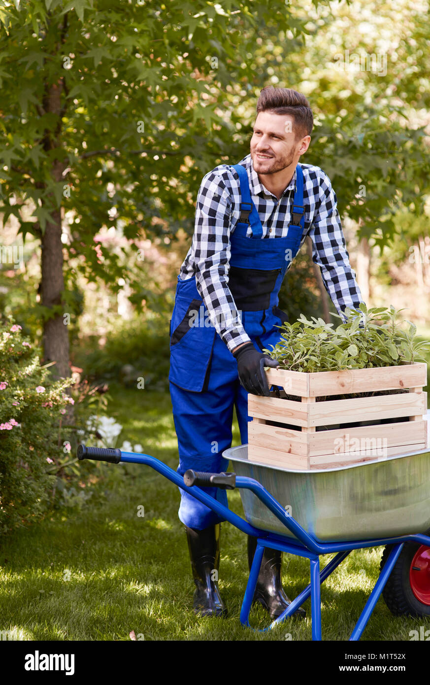 Gardener lifting wooden crate with seedling Stock Photo