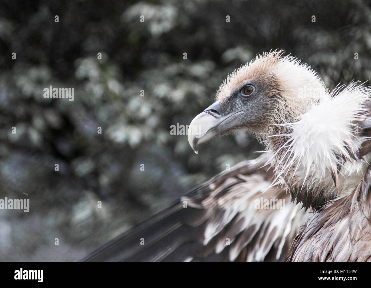 Captive Griffon vulture Stock Photo