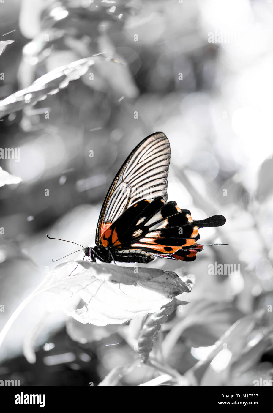 Portrait format, orange and black butterfly against a grey background. Stock Photo