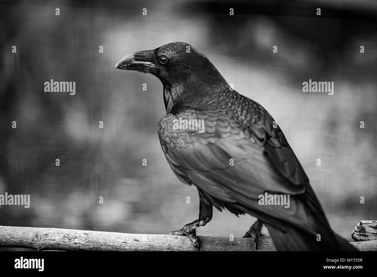 Portrait of a Crow, in Black And white photo, one of the most intelligent creacure on the plane, Close up Stock Photo