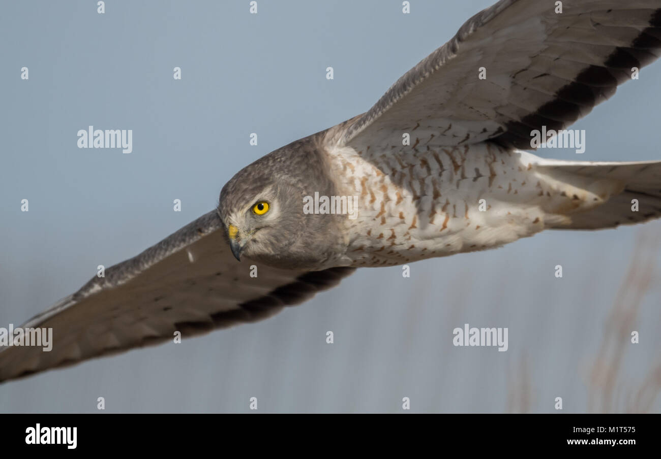Northern harrier feather hi-res stock photography and images - Alamy