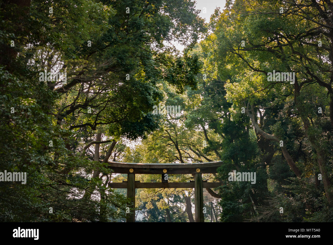 Wooded Shinto Gate Yoyogi Park (Yoyogi Koen), Shibuya, Tokyo. Stock Photo