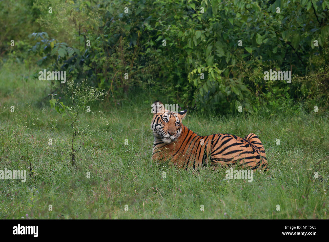 Royal Bengal Tiger in Nagarhole National Park Stock Photo - Alamy
