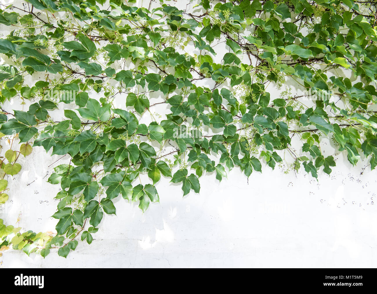 ivy leaves isolated on a white background Stock Photo - Alamy