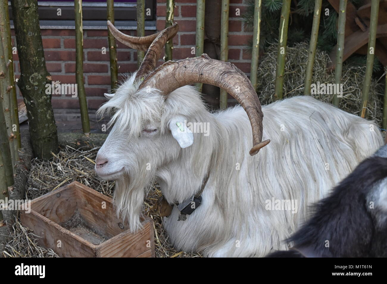 Male long haired goat with large curling horns Stock Photo