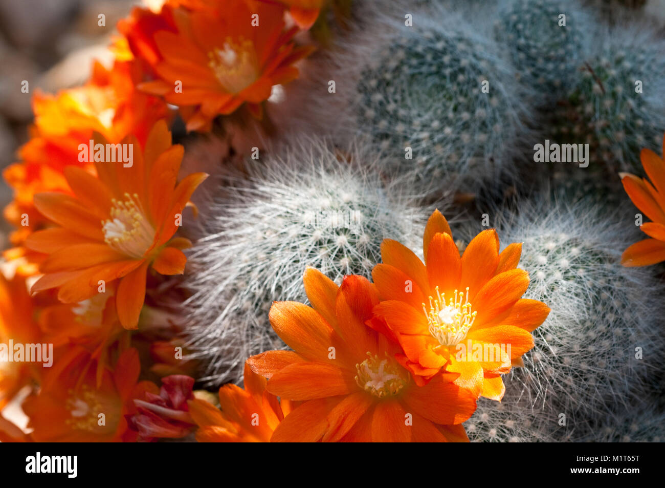 Flowering cactus Rebutia fiebrigii var. densiseta Stock Photo