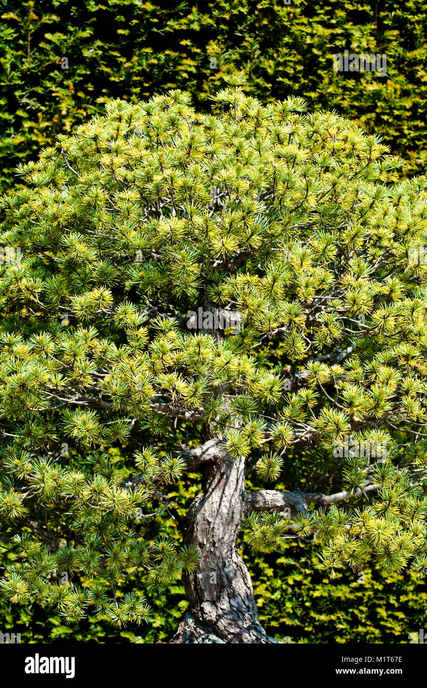 Pinus parviflora bonsai tree, Japanese white pine group Stock Photo