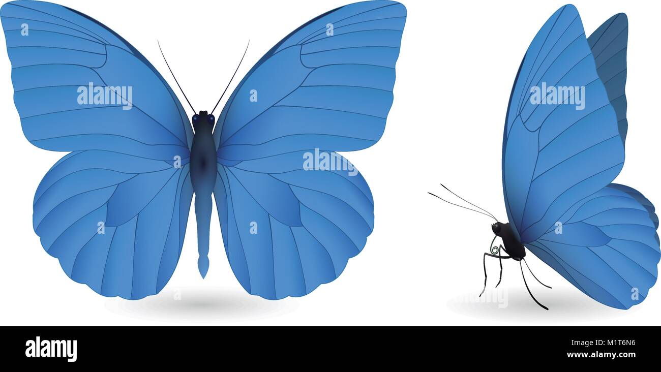 Set of butterflies isolated on white background Stock Vector Image ...