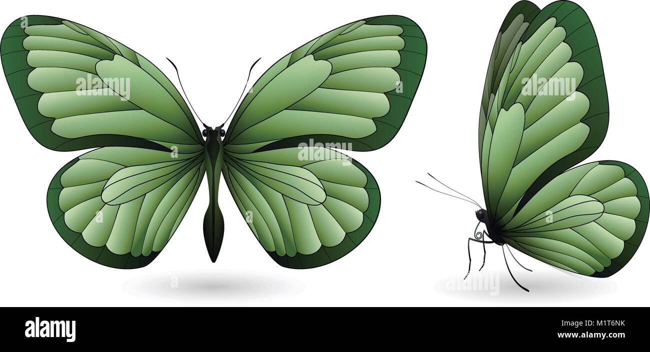 Set of butterflies isolated on white background Stock Vector Image ...