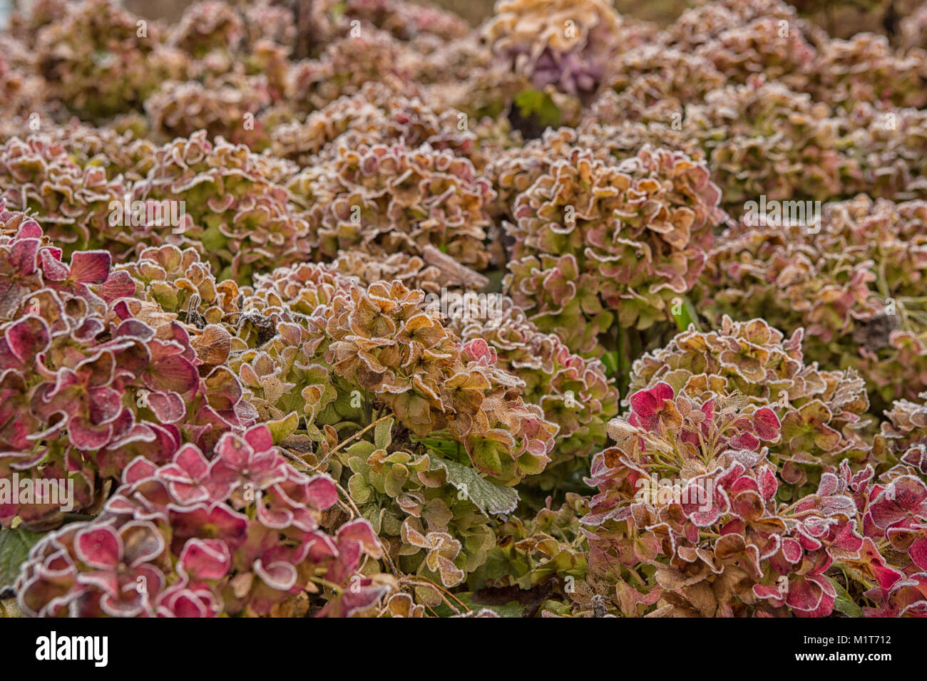 The icy flowers of the winter frosted hydrangea with ripe Stock Photo
